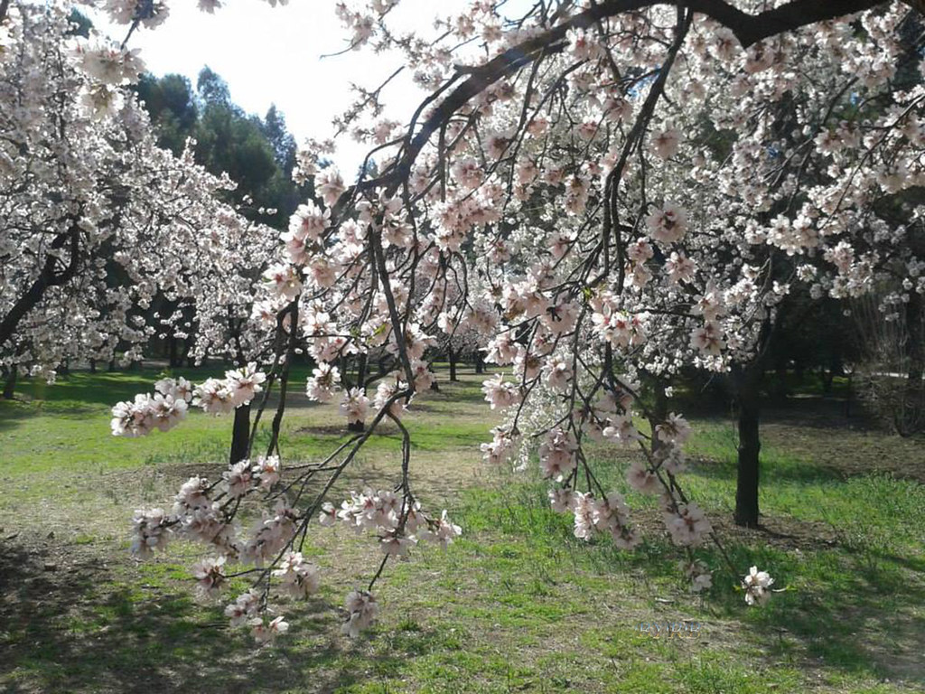 Almendros en flor PALM Planes a la madrileña