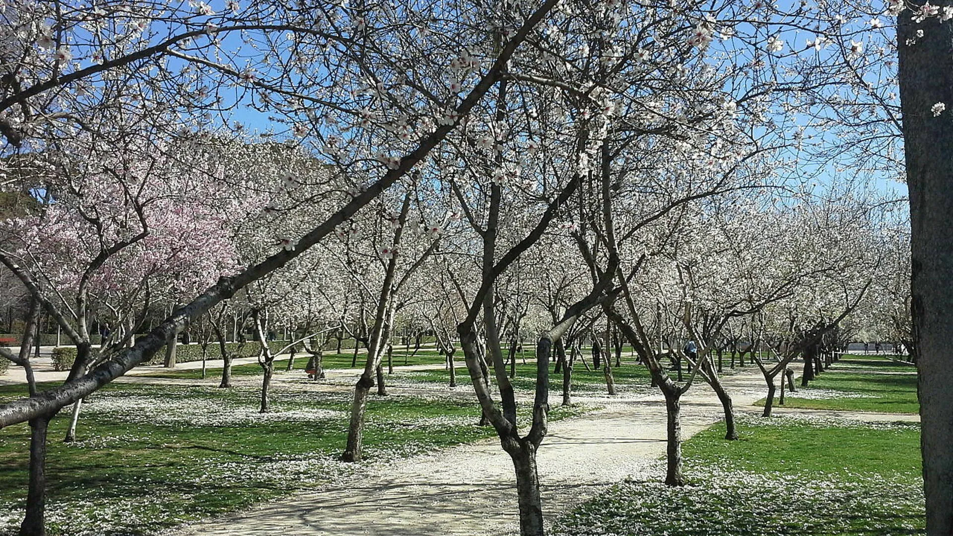 Almendros en flor PALM Planes a la madrileña